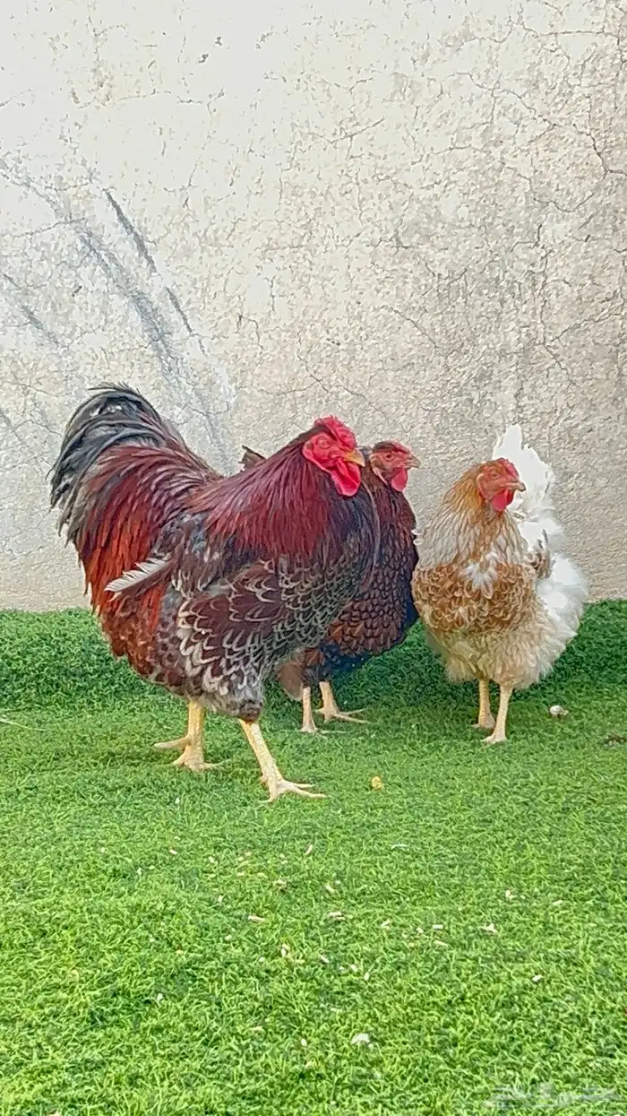 عروض الصيف دجاج وايندوت فروخ توب زينه اصول ( تم البيع ) 3