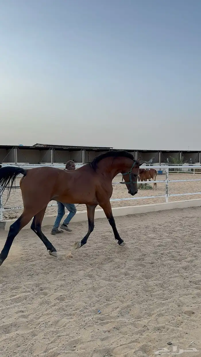 حصان عربي اصيل 2