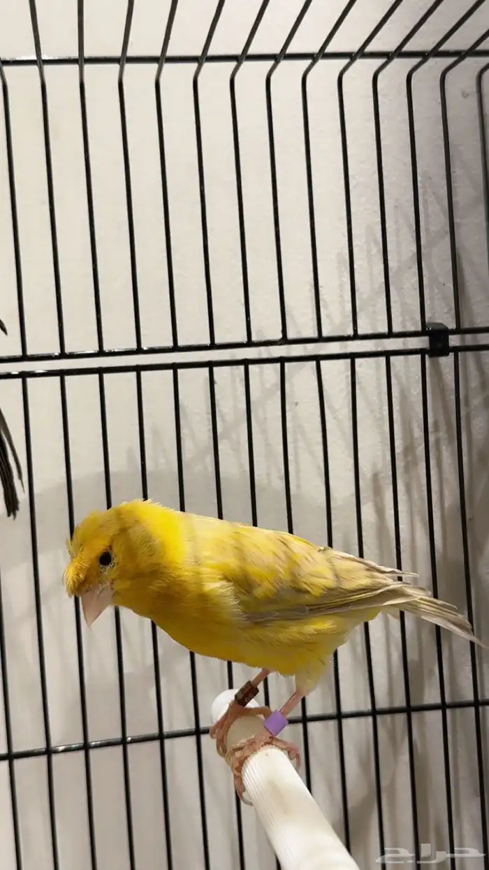 كناري مغرد نار 3