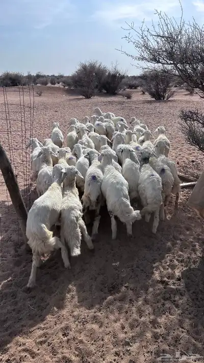 طليان ورخال تربيه مشروطه من العذاريب 4