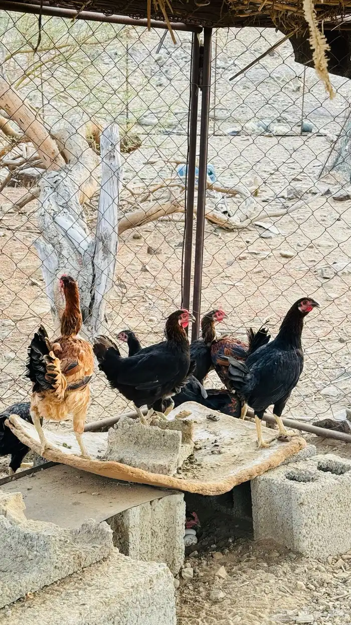 دجاج للبيع عربي دجاج بيت ماهو فقاس 5