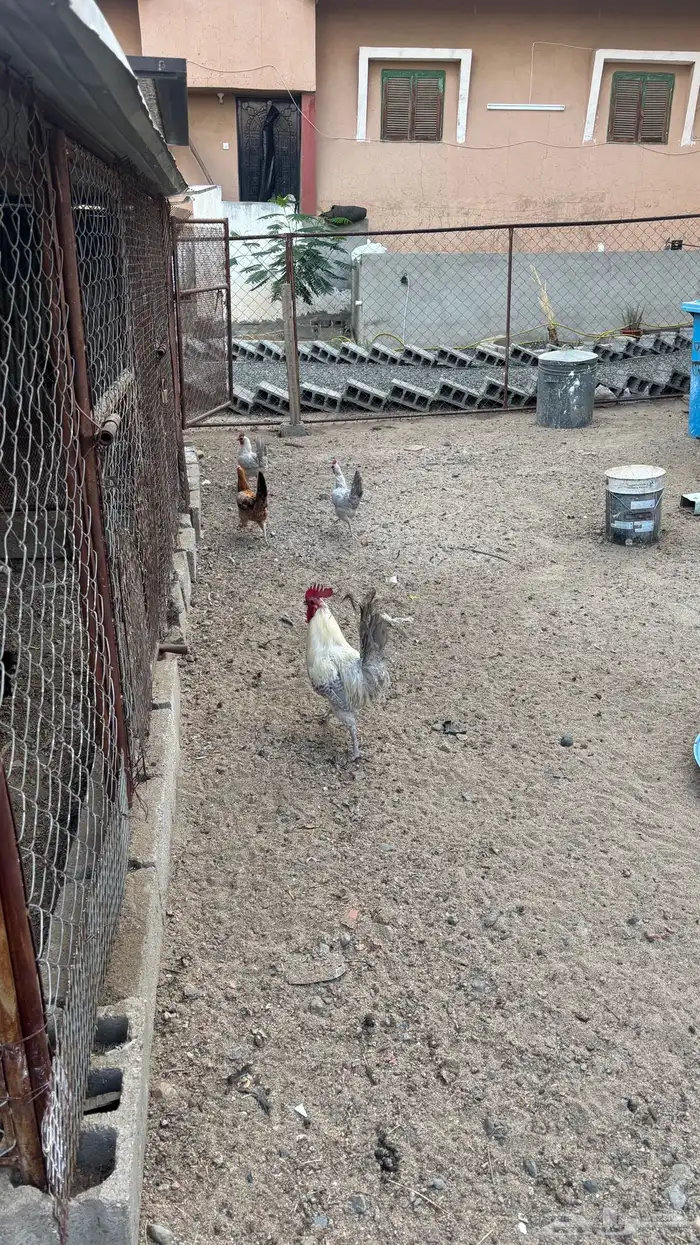 دجاج بلدي 3