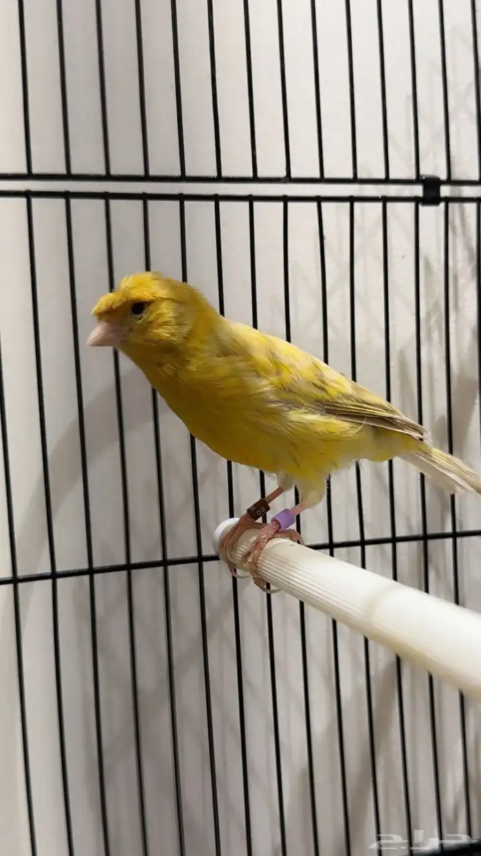 كناري مغرد نار 4