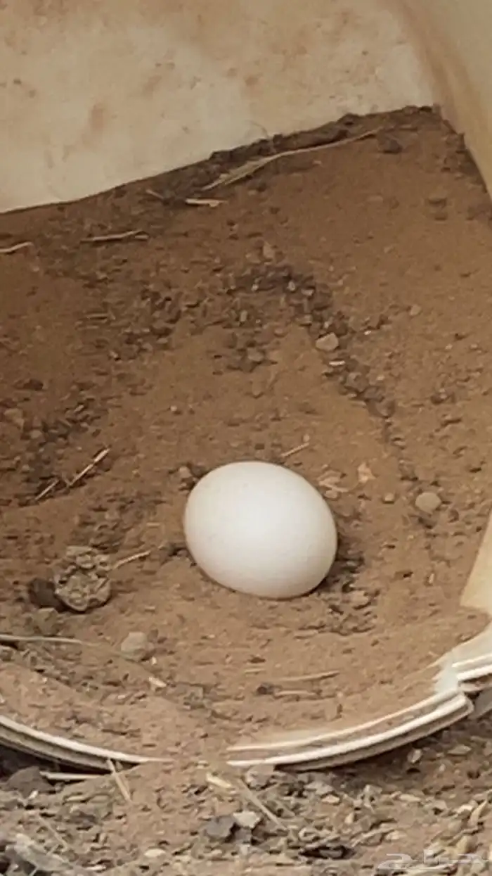 دجاج بلدي ونضيف 8