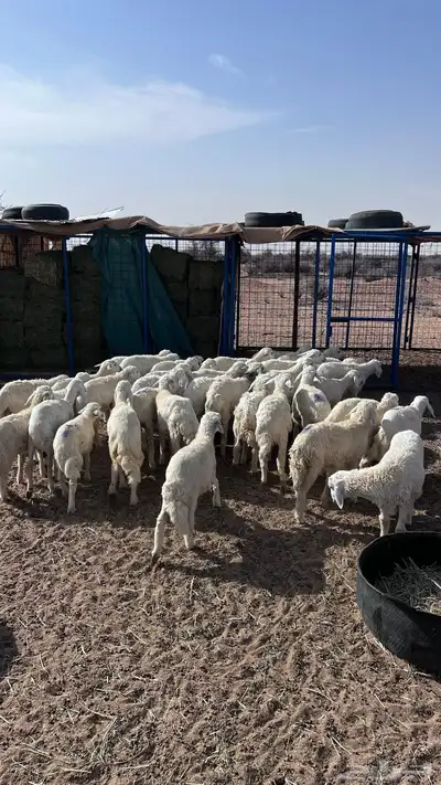 طليان ورخال تربيه مشروطه من العذاريب 2