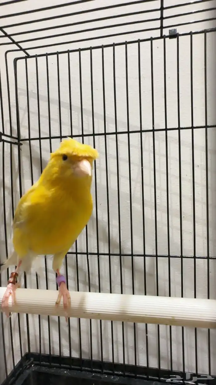 كناري مغرد نار 5