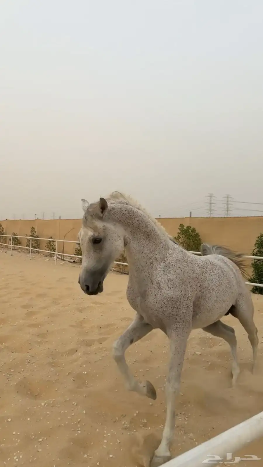 حصان شعبي 10