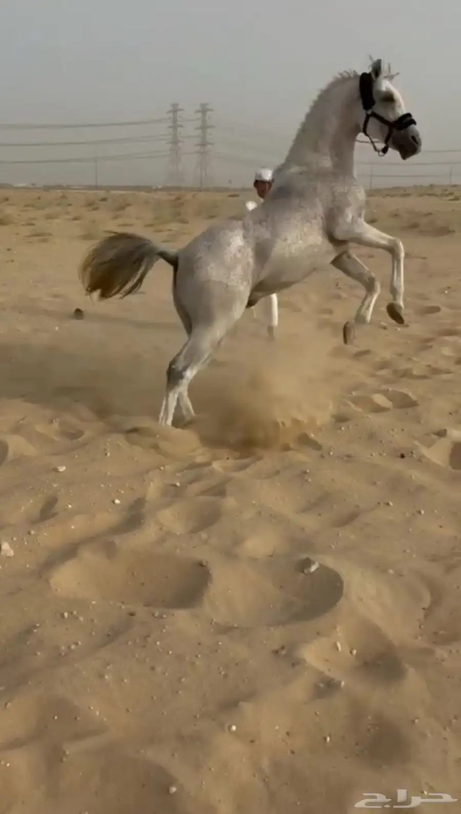 حصان شعبي 11