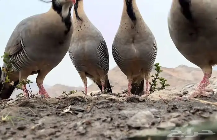 قهد بري اصيل عربي الي يبي يتواصل معي 1