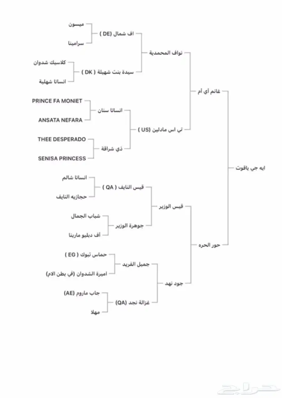 حصان مصري بيور 3