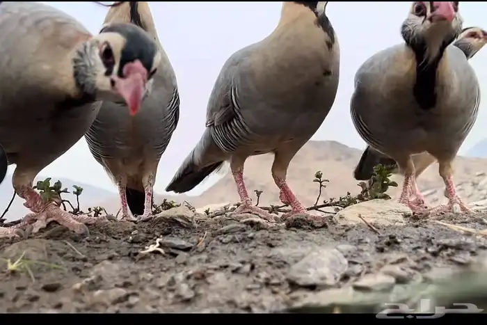 قهد بري اصيل عربي الي يبي يتواصل معي 0