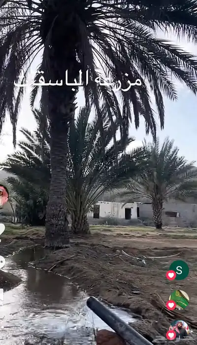 انتاج المزرعة من التمور للبيع قبل الحصاد 0