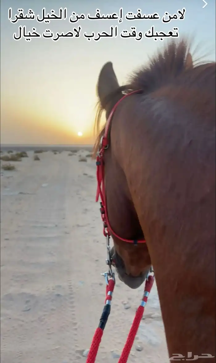 حصان من خيول نجران شعبي 8