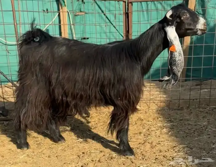 للبيع معزاء عوارض معرفه مقاني طيبه ومنتجه 0