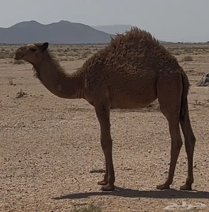 خلفة شقحا معها بكرة صفرا 0
