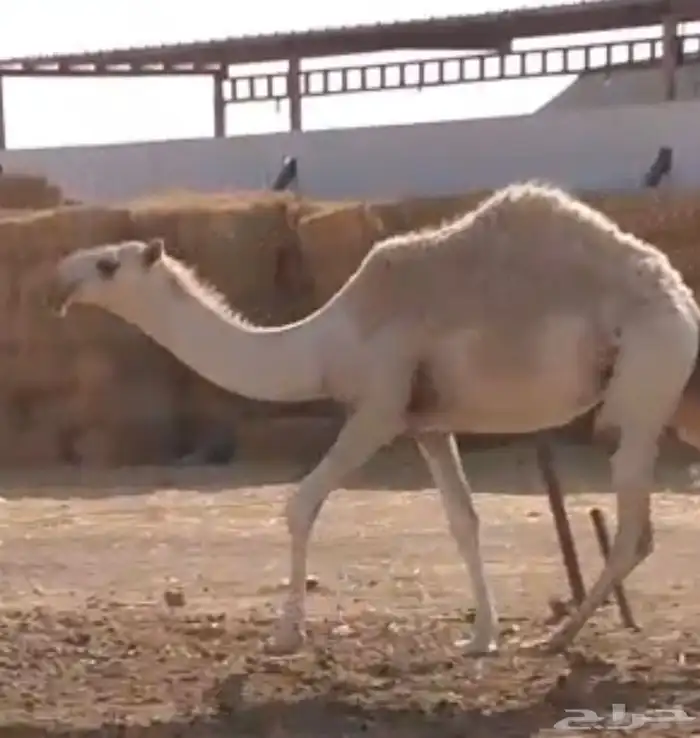 الرياض المزاحميه شخيب 0