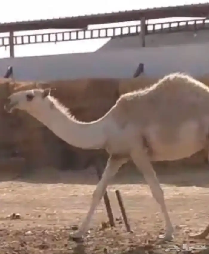 الرياض المزاحميه شخيب 1