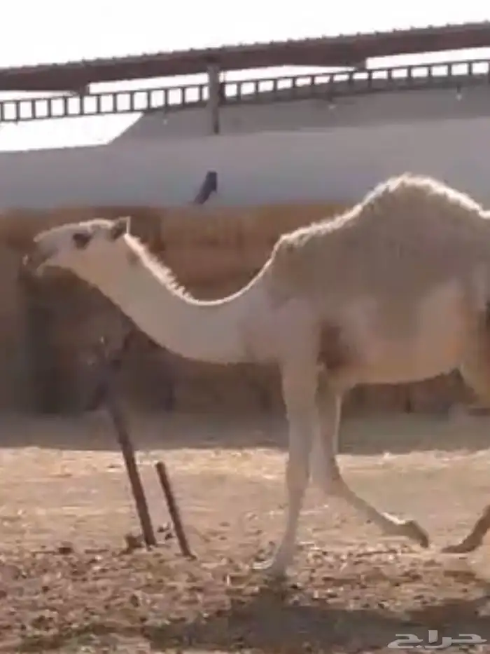 الرياض المزاحميه شخيب 2