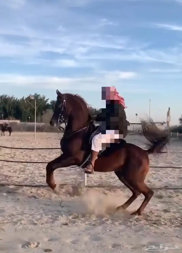 حصان واهو مكس 2