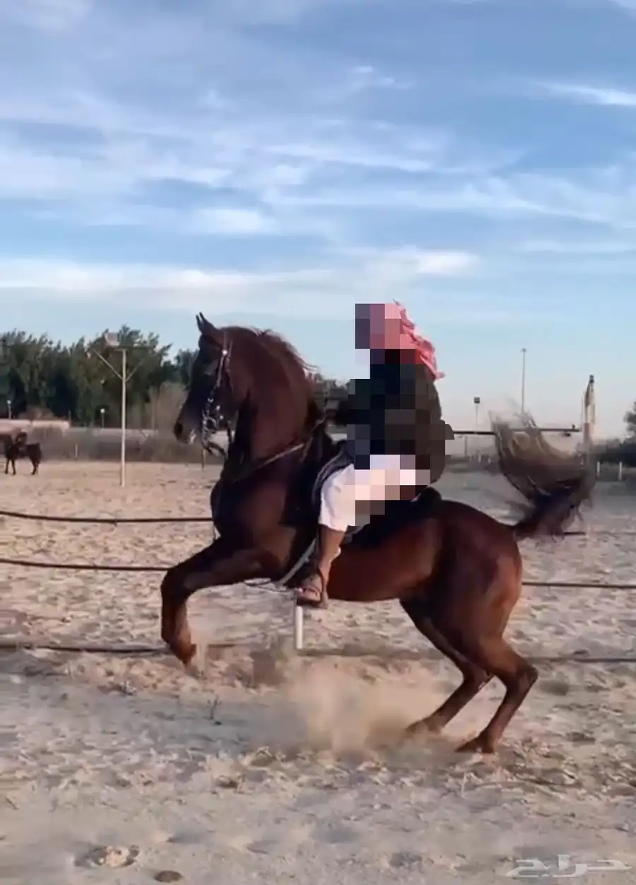 حصان واهو مسجل متعلم رقص 2