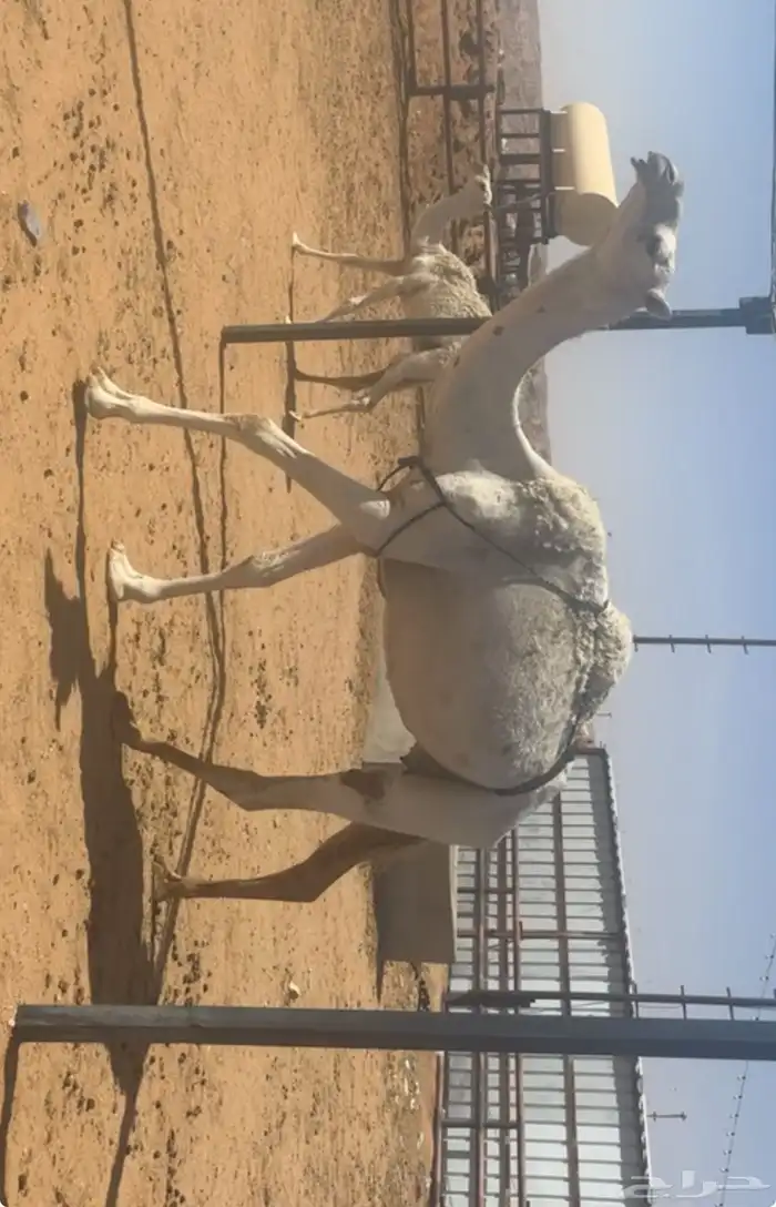 خلفه طيبه 0