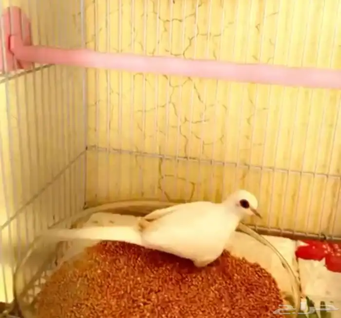 للبيع انثاتين يمام ماسي سنووايت 2