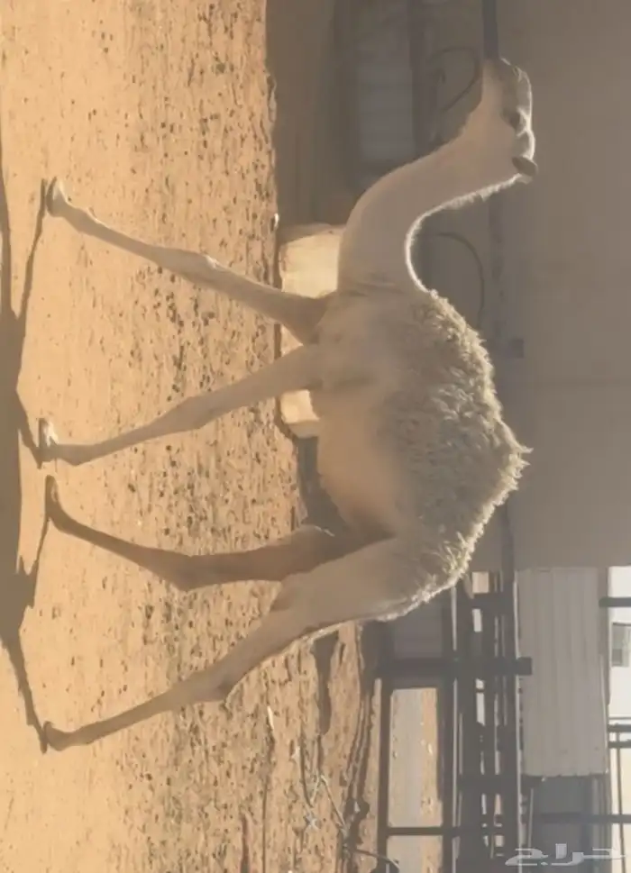 خلفه طيبه 1