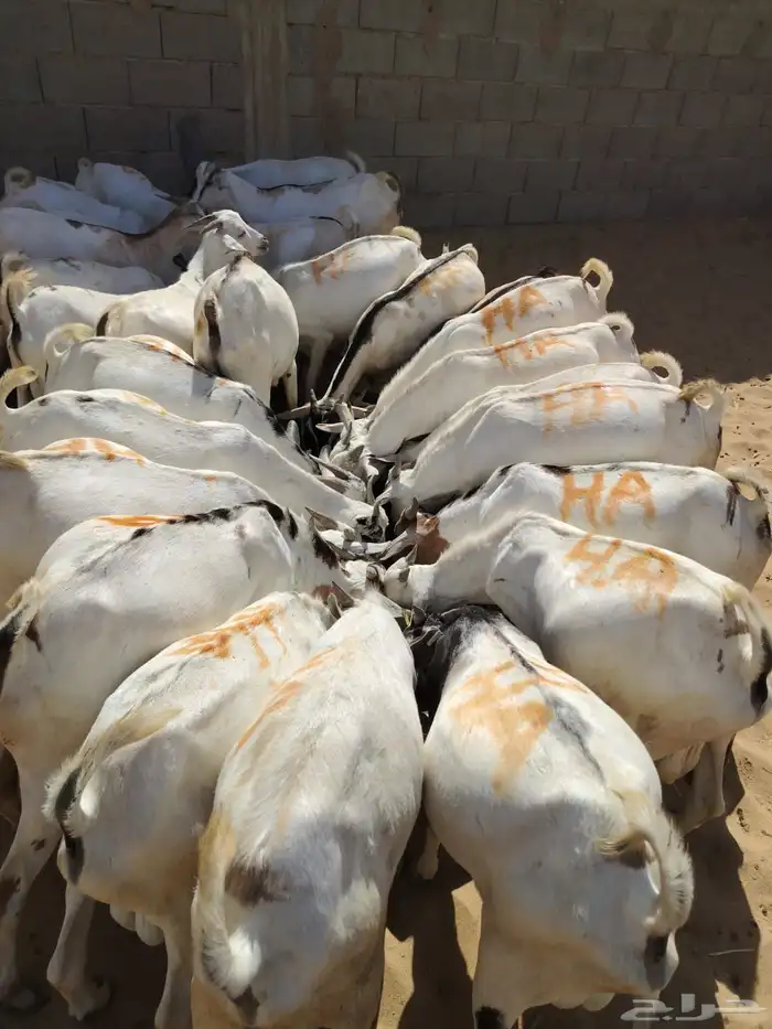 تيوس صومالي تربيه وبرابر وسواكن وقعدان 2