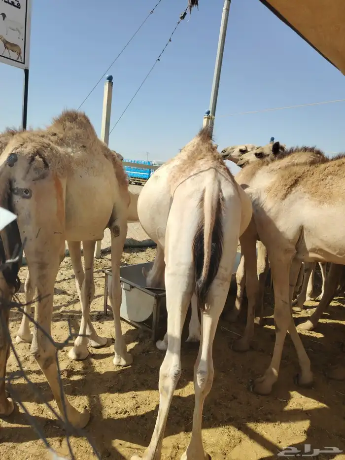 تيوس صومالي تربيه وبرابر وسواكن وقعدان 4