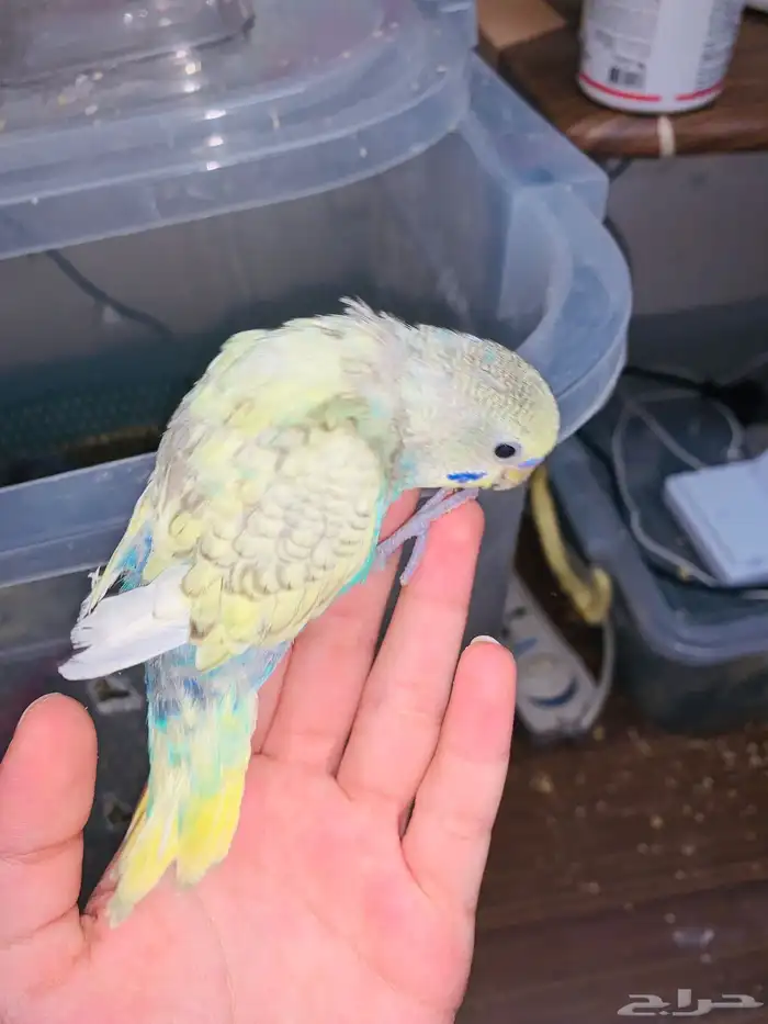 دفعه جديده طيور بادجي 3