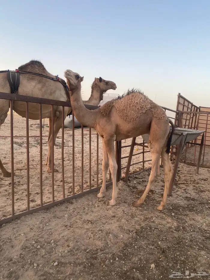 عرض عرض خلفه من سلالت. شاهين بقي علومه عند راعيها التوصل 1