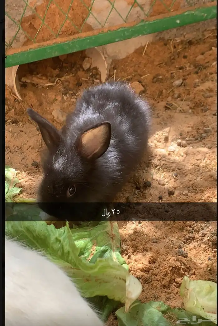ارانب كثيفت الشعر 7