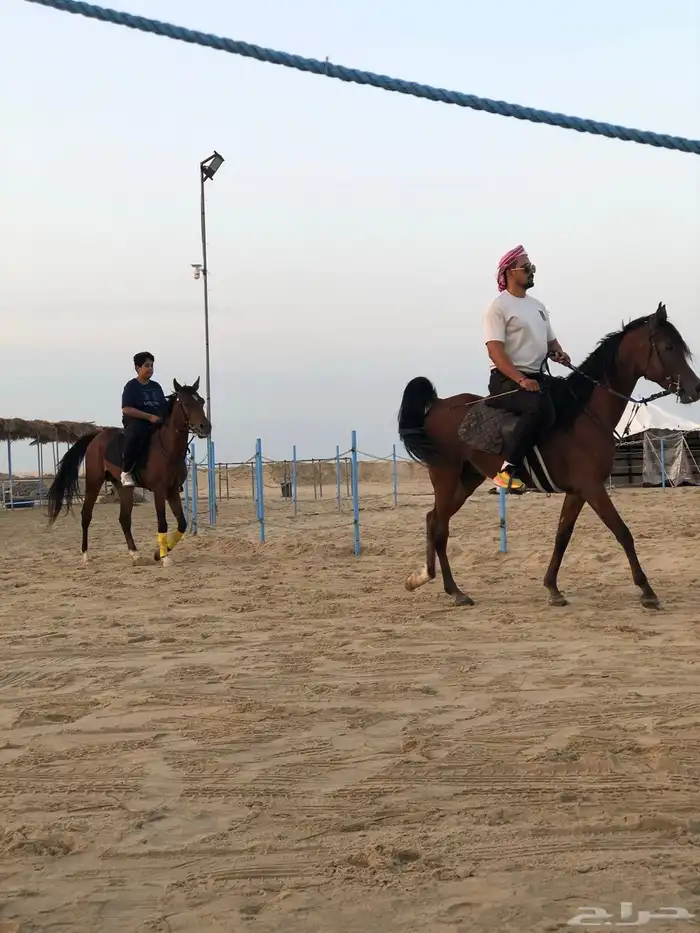 غرف إيواء للخيل 17