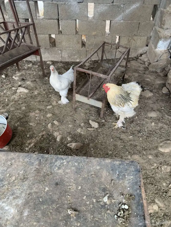 ديك براهما 5