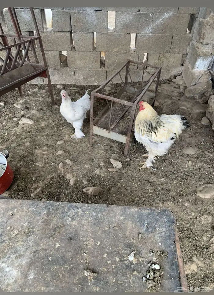 ديك براهما 5