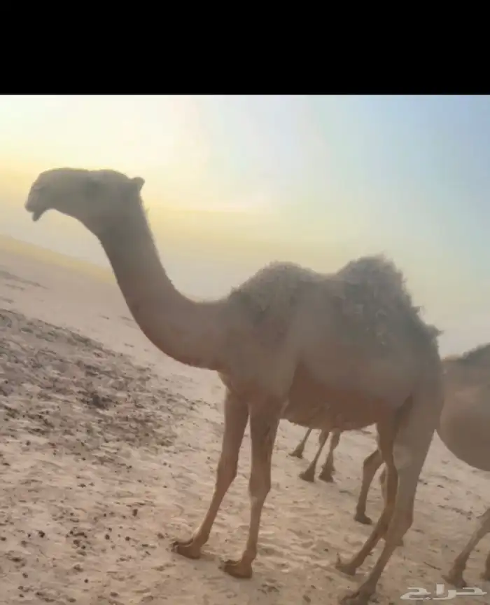 للبيع بكره شعلا كفو 1