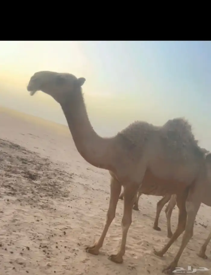 للبيع بكره شعلا كفو 2