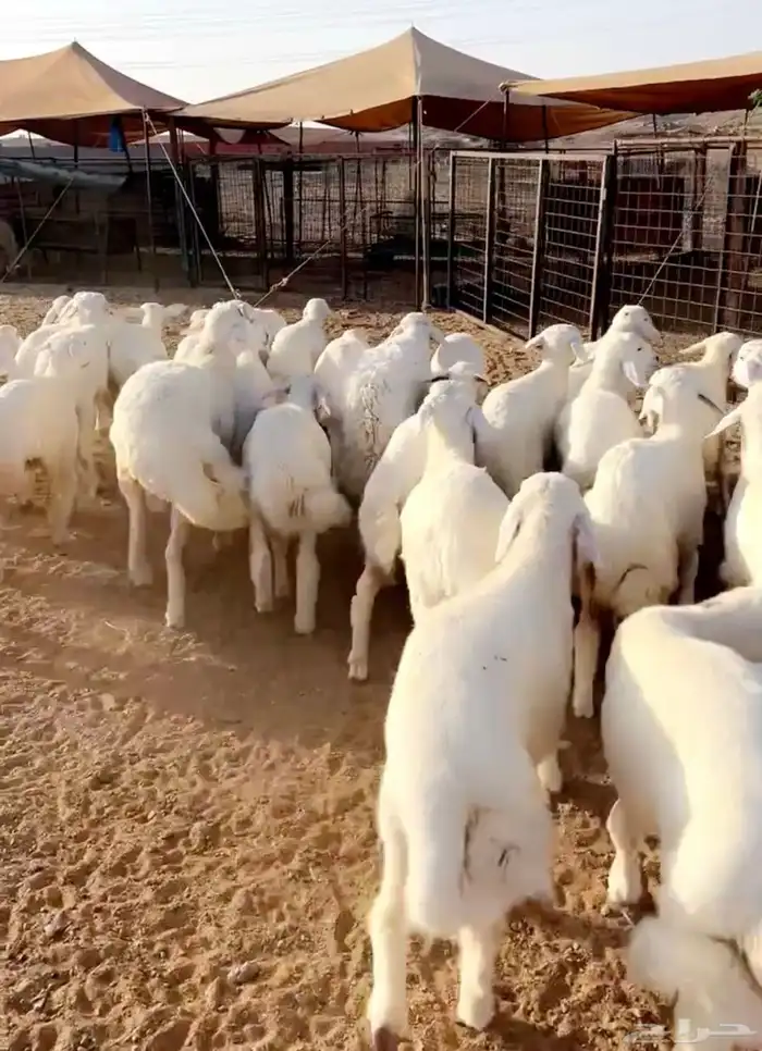 طليان فاخره للبيع مراح واحد للمناسبات والتربيه 0