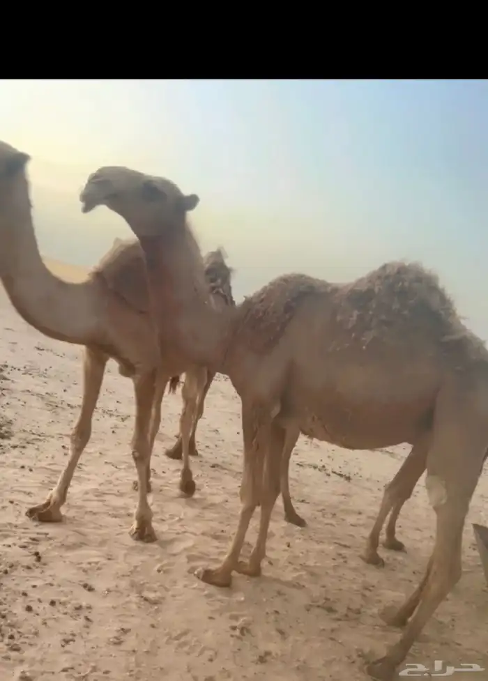 للبيع بكره شعلا كفو 0