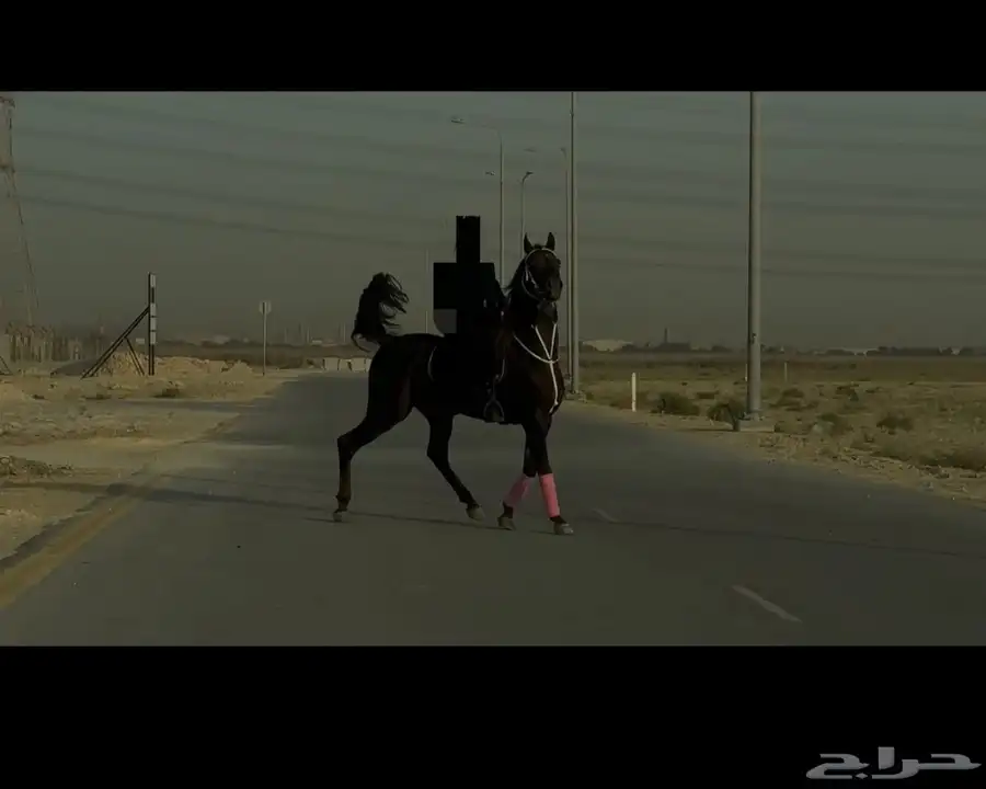 حصان واهو مسجل متعلم رقص 5