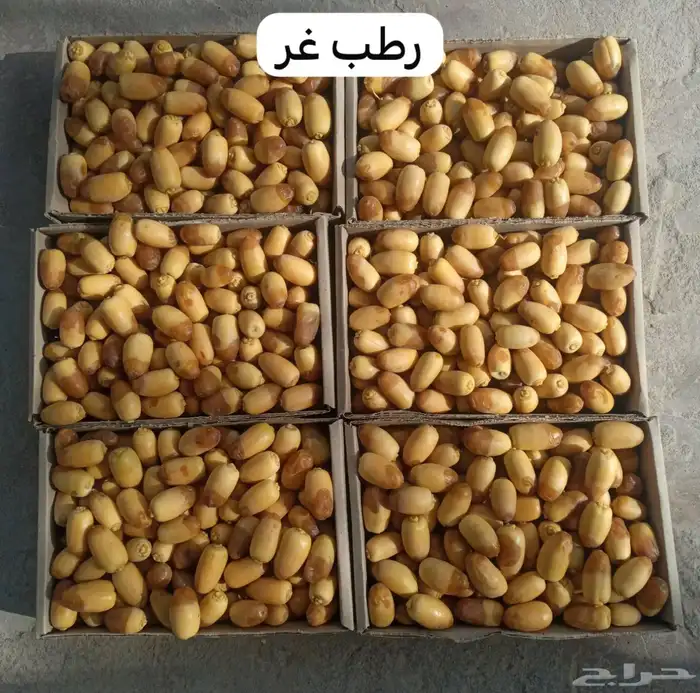 رطب غر ورطب مجناز حساوي 0
