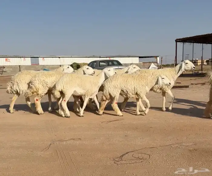 رخال حريات جروم وصنف 8 بالفحل(( تم البيعع )) 6