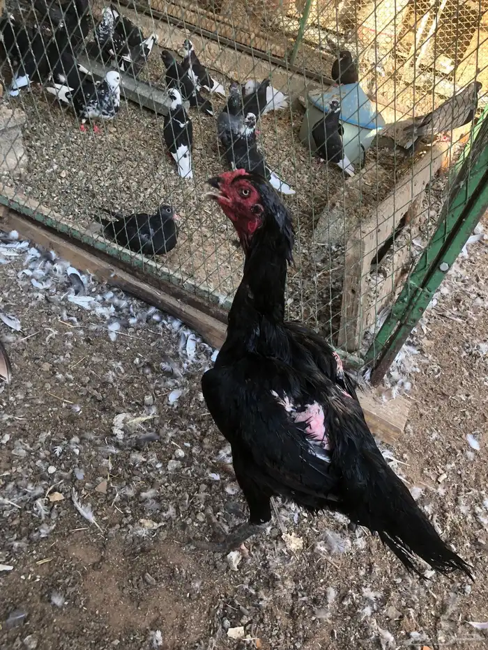 طقم دجاج بكستاني 2