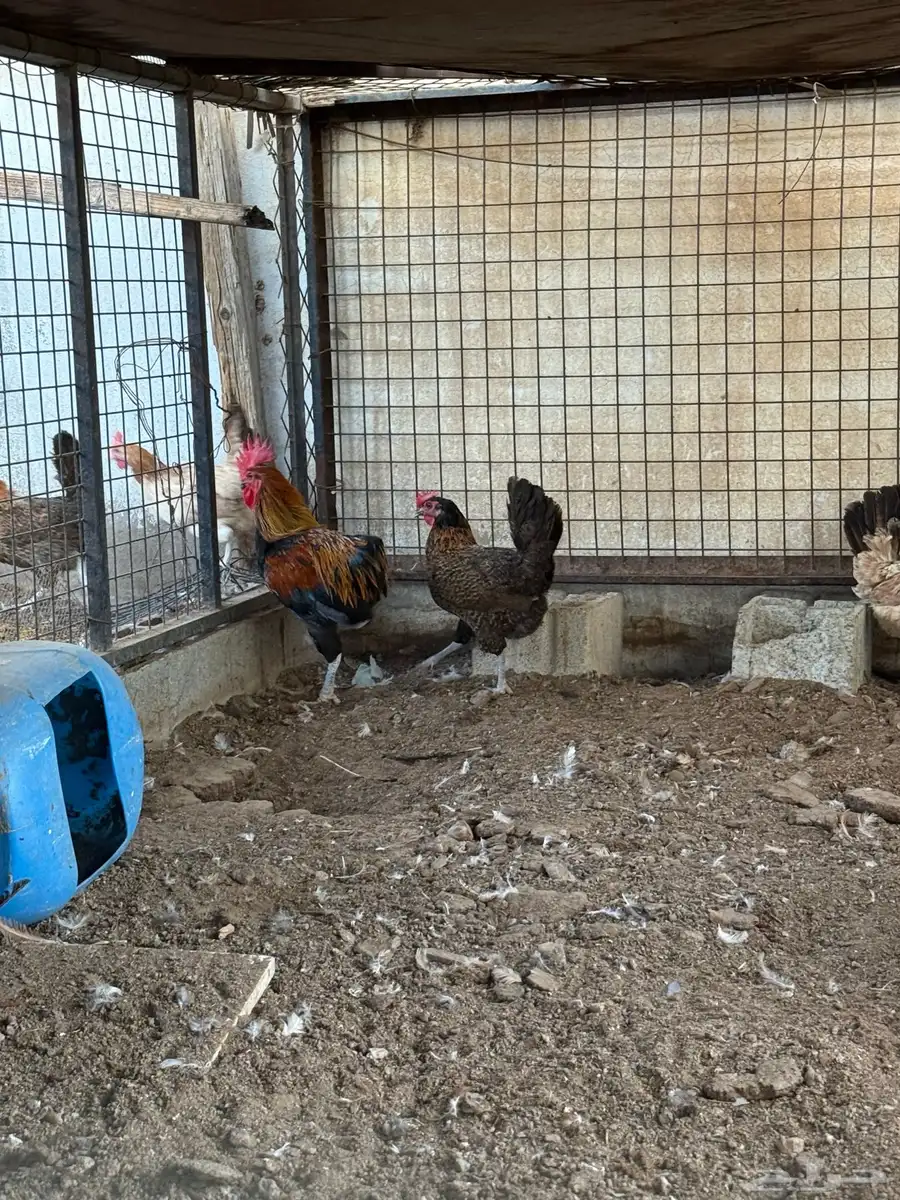 دجاج بلدي 2