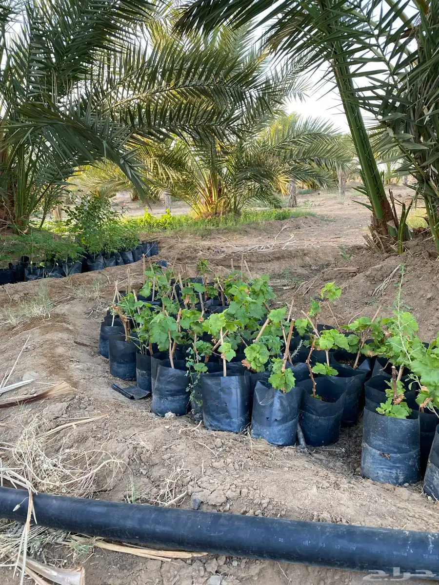 شتلات عنب بناتي وامريكي للبيع 0