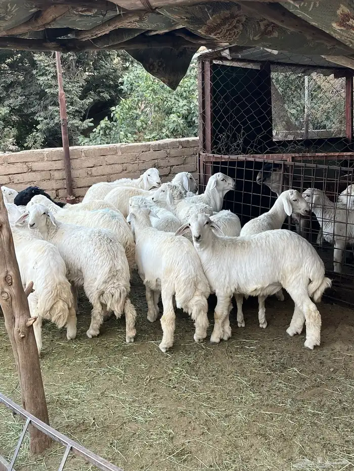 طليان حرايات للبيع 9