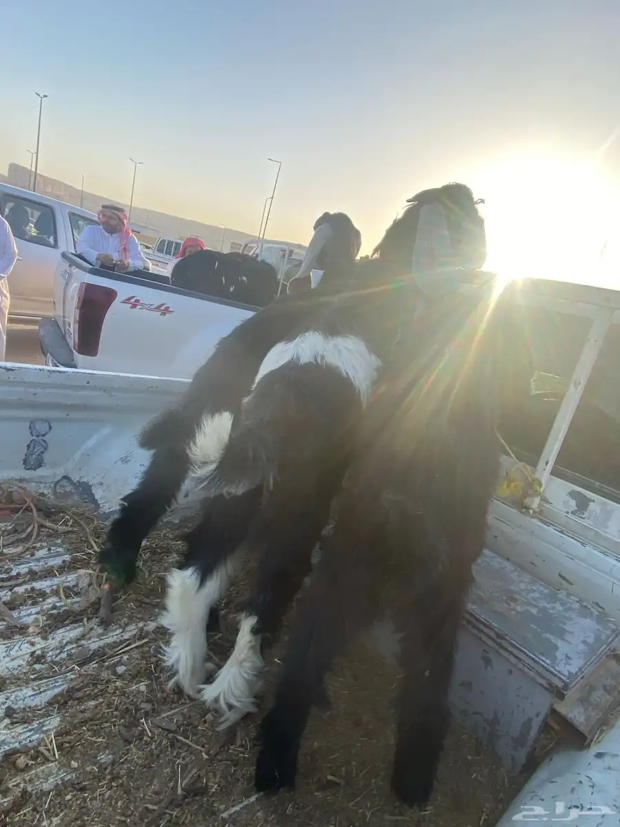 تيوس سمان مره فل شحم عادها تحت اماتها سوم 900الموقع الحريق 1
