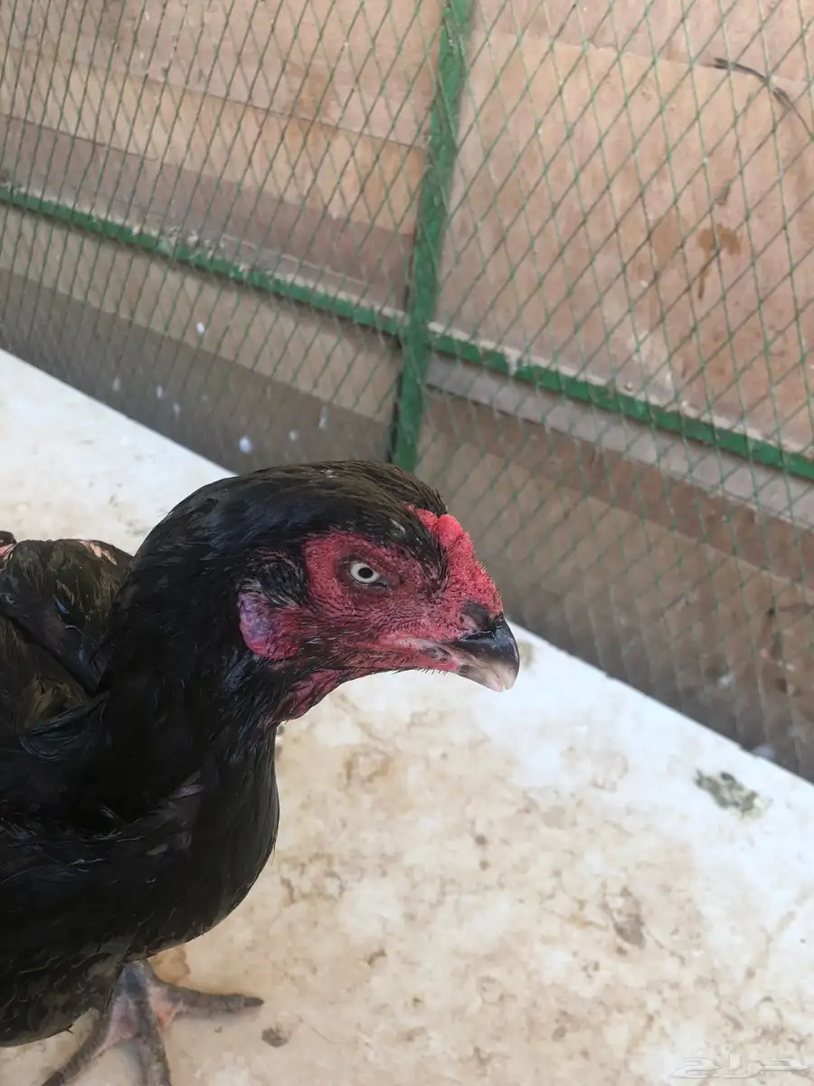 طقم دجاج بكستاني 3