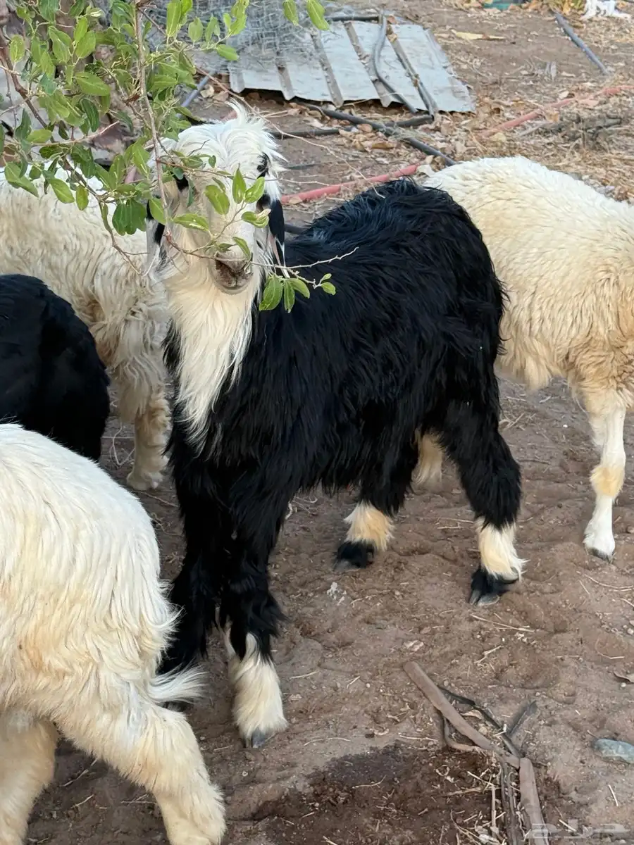 طلي نجدي 1