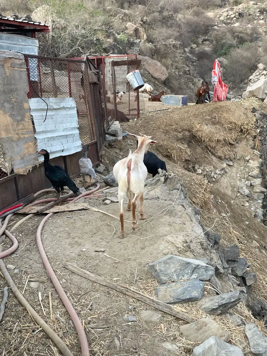 ((تمم البيع)) 2